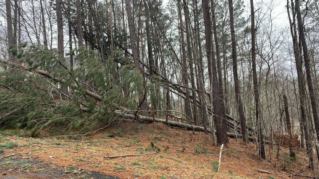 Of Storms and Wind and Pines and Oaks